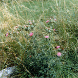 P10007