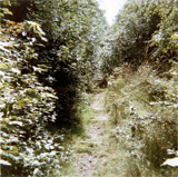 P10033