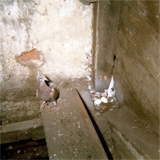 P10293