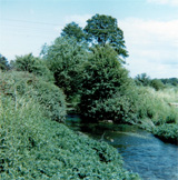 P10666