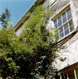 P10806